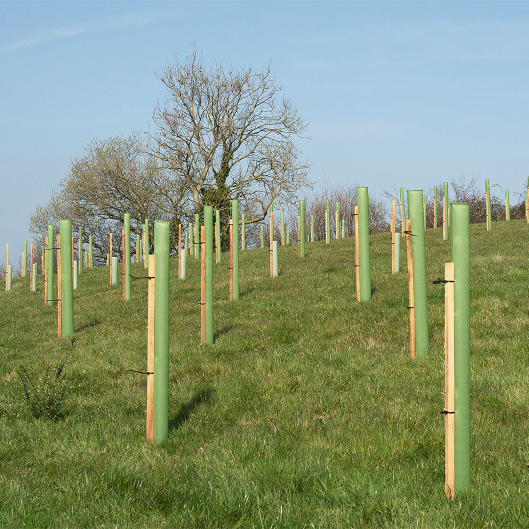 Jour de la Terre 2023: Plantons nos forêts